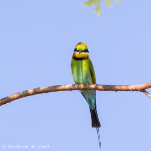 2011-07-22 - Regenboogbijeneter<br/>Kimberley Holiday Park - Kununurra - Australië<br/>Canon EOS 7D - 400 mm - f/8.0, 1/500 sec, ISO 200