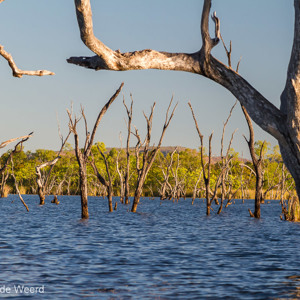 2011-07-22 - Dode bomen in het meer<br/>Kimberley Holiday Park - Kununurra - Australië<br/>Canon EOS 7D - 105 mm - f/8.0, 0.01 sec, ISO 200