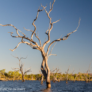 2011-07-22 - Dode bomen in het meer<br/>Kimberley Holiday Park - Kununurra - Australië<br/>Canon EOS 7D - 47 mm - f/8.0, 1/200 sec, ISO 200