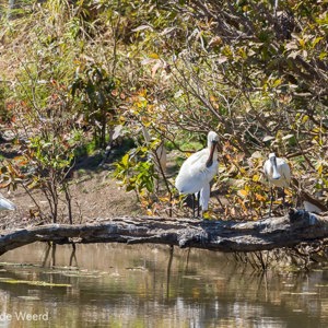 2011-07-23 - Lepelaars<br/>Cockatoo Lagoon - Keep River National Park - Australië<br/>Canon EOS 7D - 400 mm - f/8.0, 1/400 sec, ISO 200