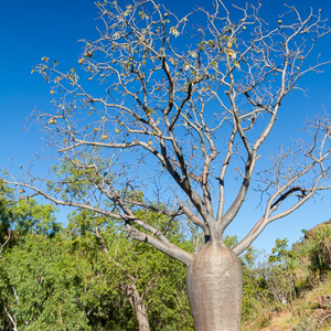 2011-07-23 - Baobab-boom<br/>Jinimum walk - Keep River National Park - Australië<br/>Canon EOS 7D - 24 mm - f/8.0, 1/250 sec, ISO 200
