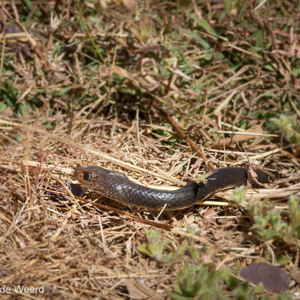 2011-07-24 - Wat voor een slang zou dit zijn geweest?<br/>Cockatoo Lagoon - Keep River National Park - Australië<br/>Canon EOS 7D - 105 mm - f/8.0, 1/320 sec, ISO 200
