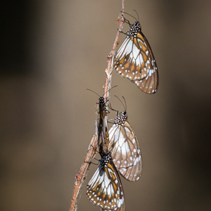 2011-07-26 - Vier vlinders op een takje<br/>Mataranka Homestead Resort - Elsey National Park - Australië<br/>Canon EOS 7D - 400 mm - f/5.6, 1/800 sec, ISO 800