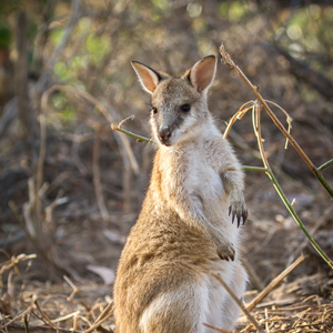 2011-07-26 - Wallaby<br/>Mataranka Homestead Resort - Elsey National Park - Australië<br/>Canon EOS 7D - 130 mm - f/5.0, 1/250 sec, ISO 200