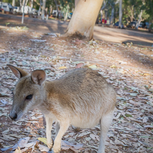 2011-07-27 - Bezoek op de camping<br/>Nitmiluk Caravan Park - Nitmiluk (Katherine Gorge) Natio - Australië<br/>Canon EOS 7D - 32 mm - f/8.0, 1/80 sec, ISO 400