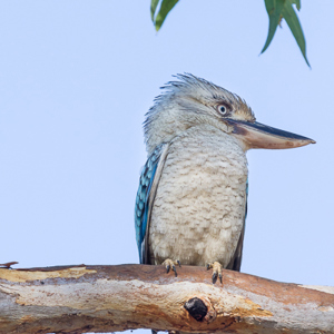 2011-07-28 - Blauwvleugel kookaburra (Dacelo leachii)<br/>Nitmiluk Caravan Park - Litchfield National Park - Australie<br/>Canon EOS 7D - 360 mm - f/8.0, 1/400 sec, ISO 400