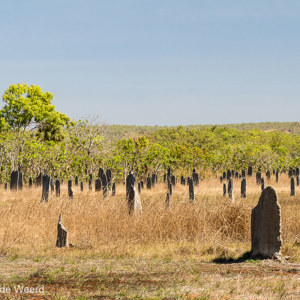 2011-07-29 - Termietenheuvels van de zogenaamde magnetische termieten<br/>Ondwerg - Litchfield National Park - Australië<br/>Canon EOS 7D - 93 mm - f/8.0, 1/200 sec, ISO 200