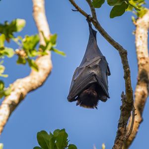 2011-07-30 - Fruit bat<br/>Wangi Falls Campground - Litchfield National Park - Australië<br/>Canon EOS 7D - 400 mm - f/8.0, 1/160 sec, ISO 400