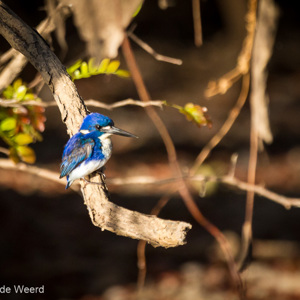 2011-08-01 - Macleay's ijsvogel (Todiramphus macleayii)<br/>Yellow River - Kakadu National Park - Australië<br/>Canon EOS 7D - 400 mm - f/5.6, 1/1600 sec, ISO 800