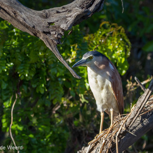 2011-08-01 - Rosse kwak (Nycticorax caledonicus)<br/>Yellow River - Kakadu National Park - Australië<br/>Canon EOS 7D - 150 mm - f/5.6, 1/800 sec, ISO 400