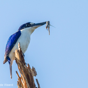 2011-08-01 - Macleay's ijsvogel (Todiramphus macleayii)<br/>Yellow River - Kakadu National Park - Australië<br/>Canon EOS 7D - 400 mm - f/5.6, 1/1600 sec, ISO 400