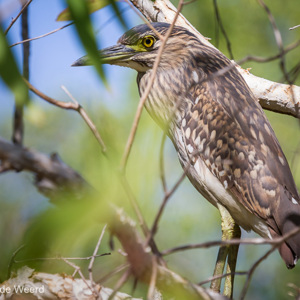2011-08-01 - Rosse kwak juveniel (Nycticorax caledonicus)<br/>Yellow River - Kakadu National Park - Australië<br/>Canon EOS 7D - 260 mm - f/6.3, 1/1000 sec, ISO 400