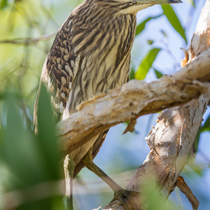 2011-08-01 - Rosse kwak juveniel (Nycticorax caledonicus)<br/>Yellow River - Kakadu National Park - Australië<br/>Canon EOS 7D - 275 mm - f/6.3, 1/400 sec, ISO 400