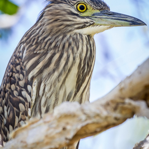 2011-08-01 - Rosse kwak juveniel (Nycticorax caledonicus)<br/>Yellow River - Kakadu National Park - Australië<br/>Canon EOS 7D - 400 mm - f/6.3, 1/200 sec, ISO 400