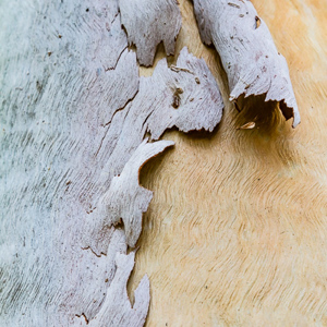2011-08-03 - Boomschors van een Eucalyptus<br/>Ubirr - Kakadu National Park - Australië<br/>Canon EOS 7D - 50 mm - f/5.6, 1/40 sec, ISO 400