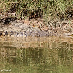 2011-08-04 - Zoutwaterkrokodil<br/>East Alligator River - Kakadu National Park - Australië<br/>Canon EOS 7D - 105 mm - f/8.0, 1/160 sec, ISO 200