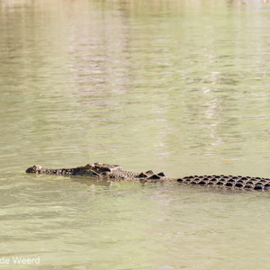 2011-08-04 - Zoutwaterkrokodil<br/>East Alligator River - Kakadu National Park - Australië<br/>Canon EOS 7D - 105 mm - f/8.0, 1/80 sec, ISO 200