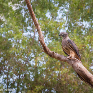 2011-08-05 - Een van de vogels van de roofvogelshow<br/>Territory Wildlife Park - Berry Springs - Australië<br/>Canon EOS 7D - 105 mm - f/8.0, 1/80 sec, ISO 400