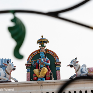 2018-11-18 - Heilige koeien bij de Hindoetempel<br/>Sri Mariamman Tempel - Singapore - Singapore<br/>Canon EOS 5D Mark III - 70 mm - f/8.0, 1/200 sec, ISO 400