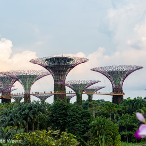 2018-11-18 - Je kan met een loopbrug van de ene naar de andere supertree lope<br/>Gardens by the Bay - Supertrees - Singapore - Singapore<br/>Canon EOS 5D Mark III - 46 mm - f/8.0, 1/40 sec, ISO 400