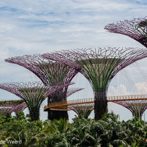 2018-11-19 - Je kan met een loopbrug van de ene naar de andere supertree lope<br/>Gardens by the Bay - Supertrees - Singapore - Singapore<br/>Canon EOS 5D Mark III - 100 mm - f/8.0, 1/800 sec, ISO 200