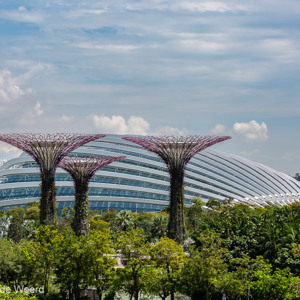 2018-11-19 - Supertrees voor de dome<br/>Gardens by the Bay - Singapore - Singapore<br/>Canon EOS 5D Mark III - 100 mm - f/8.0, 1/800 sec, ISO 200