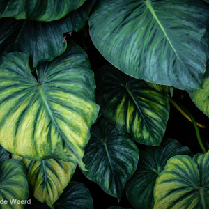 2018-11-19 - 50 tinten groen<br/>Gardens by the bay - Cloud fores - Singapore - Singapore<br/>Canon EOS 5D Mark III - 57 mm - f/5.6, 1/30 sec, ISO 400