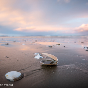 2018-11-20 - Schelpje op het strand bij zonsondergang<br/>Strand bij camping - Orewa - Nieuw-Zeeland<br/>Canon EOS 5D Mark III - 24 mm - f/5.6, 1/8 sec, ISO 200