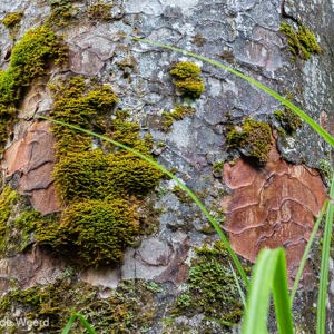 2018-11-21 - Kleur en structuur op de boombast<br/>Waipoua forest - Waipoua - Nieuw-Zeeland<br/>Canon EOS 5D Mark III - 70 mm - f/5.6, 0.1 sec, ISO 800