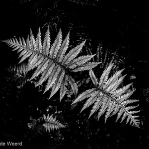 2018-11-21 - Varin in zwart-wit<br/>Waipoua forest - Waipoua - Nieuw-Zeeland<br/>Canon EOS 5D Mark III - 49 mm - f/5.6, 1/15 sec, ISO 800