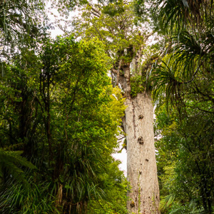 2018-11-21 - Carin valt in het niet bij de boom<br/>Waipoua forest - Waipoua - Nieuw-Zeeland<br/>Canon EOS 5D Mark III - 27 mm - f/5.6, 0.04 sec, ISO 800