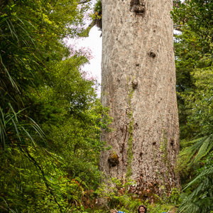 2018-11-21 - Carin valt in het niet bij de boom<br/>Waipoua forest - Waipoua - Nieuw-Zeeland<br/>Canon EOS 5D Mark III - 70 mm - f/5.6, 0.04 sec, ISO 800