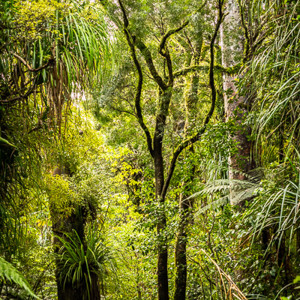 2018-11-21 - Het is overal enorm groen<br/>Waipoua forest - Waipoua - Nieuw-Zeeland<br/>Canon EOS 5D Mark III - 67 mm - f/5.6, 0.2 sec, ISO 800