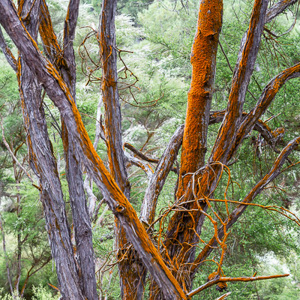 2018-11-27 - Bijzonder oranje mos zat op de bomen<br/>Wai-O-Tapu - Rotorua - Nieuw-Zeeland<br/>Canon EOS 5D Mark III - 70 mm - f/8.0, 1/13 sec, ISO 200