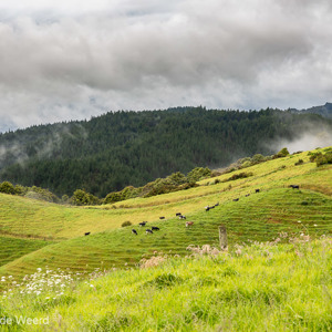 2018-11-24 - Groen met koeien in de wei<br/>Onderweg - Waipoua - Hahei - Nieuw-Zeeland<br/>Canon EOS 5D Mark III - 70 mm - f/8.0, 1/125 sec, ISO 200