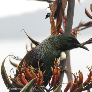 2018-11-25 - Tui - endemische Nieuw-Zeelandse vogel  (Prosthemadera novaeseel<br/>Cathedral Cove - Hahei - Nieuw-Zeeland<br/>Canon PowerShot SX60 HS - 132.7 mm - f/7.1, 1/320 sec, ISO 400