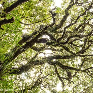 2018-11-28 - Grillige bomen vol met mos<br/>Rotopounamu Walk - Tongariro National Park - Nieuw-Zeeland<br/>Canon EOS 5D Mark III - 44 mm - f/8.0, 0.01 sec, ISO 800