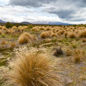2018-11-28 - Graspolletjes<br/>Onderweg - Tongariro National Park - Nieuw-Zeeland<br/>Canon EOS 5D Mark III - 24 mm - f/11.0, 1/60 sec, ISO 200