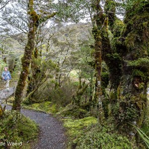 2018-11-28 - Carin tijdens een korte wandeling door het groen<br/>Whakapapa Nature Walk - Whakapapa (Tongariro NP) - Nieuw-Zeeland<br/>Canon EOS 5D Mark III - 24 mm - f/8.0, 0.05 sec, ISO 400