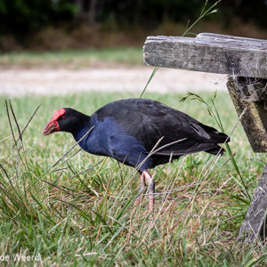 2018-12-03 - Zuidereilandtakahe (Porphyrio hochstetteri) -  een niet-vliegend<br/>Camping - Totaranui (Abel Tasman NP) - Nieuw-Zeeland<br/>Canon EOS 7D Mark II - 100 mm - f/5.6, 1/400 sec, ISO 400