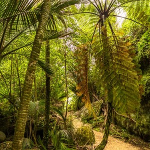 2018-12-03 - Tropisch, jungle-achtig<br/>The Grove - Clifton - Nieuw-Zeeland<br/>Canon EOS 5D Mark III - 24 mm - f/5.6, 0.02 sec, ISO 800