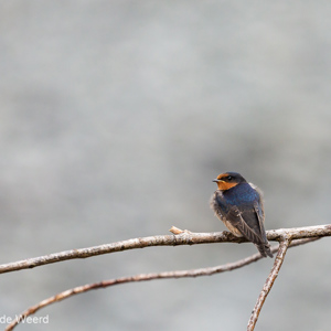 2018-12-05 - Zwaluw<br/>Glacier Valley Walk - Franz Josef Glacier - Nieuw-Zeeland<br/>Canon EOS 5D Mark III - 400 mm - f/5.6, 1/320 sec, ISO 800