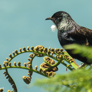 2018-12-06 - Tui, een endemische Nieuw-Zeelandse vogel<br/>Knights Point - Haast - Nieuw-Zeeland<br/>Canon PowerShot SX60 HS - 247 mm - f/8.0, 1/320 sec, ISO 160