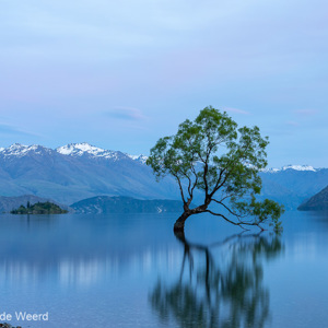 2018-12-07 - That Wanaka tree vóór zonsopkomst<br/>That Wanaka Tree (Lake Wanaka) - Wanaka - Nieuw-Zeeland<br/>Canon EOS 5D Mark III - 57 mm - f/16.0, 13 sec, ISO 100