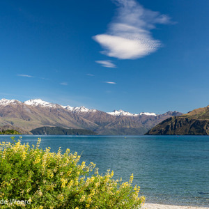 2018-12-07 - Wanaka meer met lupines en besneeuwde bergen<br/>That Wanaka Tree (Lake Wanaka) - Wanaka - Nieuw-Zeeland<br/>Canon EOS 5D Mark III - 46 mm - f/11.0, 1/80 sec, ISO 200