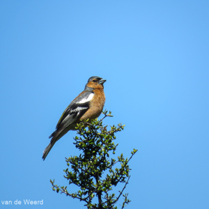 2018-12-06 - Vink<br/>Lake Wanaka - Wanaka - Nieuw-Zeeland<br/>Canon PowerShot SX60 HS - 247 mm - f/6.5, 1/400 sec, ISO 100