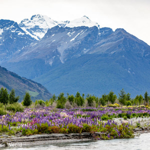 2018-12-08 - Overal langs het water stonden de lupines<br/>Glenorchy Walkway - Glenorchy - Nieuw-Zeeland<br/>Canon EOS 5D Mark III - 153 mm - f/5.6, 1/200 sec, ISO 400