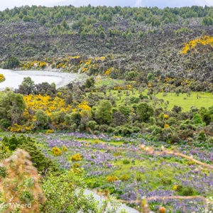 2018-12-09 - Uitzicht op de rivier met brem en lupines<br/>Onderweg - Te Anau - Milford Sound - Nieuw-Zeeland<br/>Canon EOS 5D Mark III - 70 mm - f/8.0, 1/15 sec, ISO 200