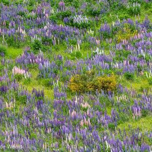 2018-12-09 - Lupines overal<br/>Onderweg - Te Anau - Milford Sound - Nieuw-Zeeland<br/>Canon EOS 5D Mark III - 400 mm - f/5.6, 1/125 sec, ISO 400