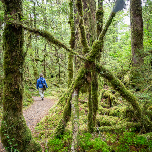 2018-12-09 - Carin in het sterk bemoste bos<br/>Lake Mistletoe - Te Anau - Milford Sound - Nieuw-Zeeland<br/>Canon EOS 5D Mark III - 24 mm - f/5.0, 0.04 sec, ISO 400